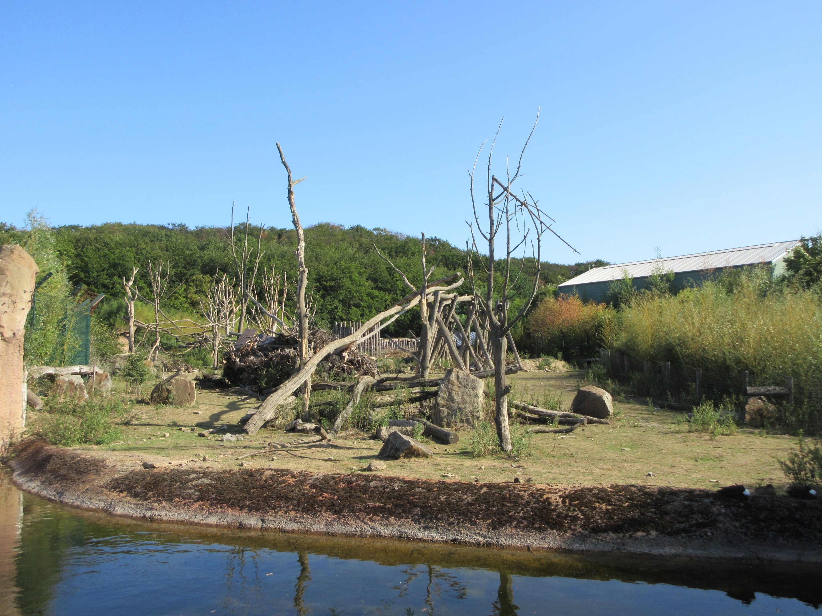 Takamanda - Drill/Diana Monkey/Forest Buffalo Exhibit