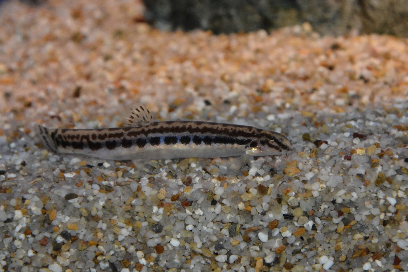 Takatsu spined loach (Cobitis takatsuensis)