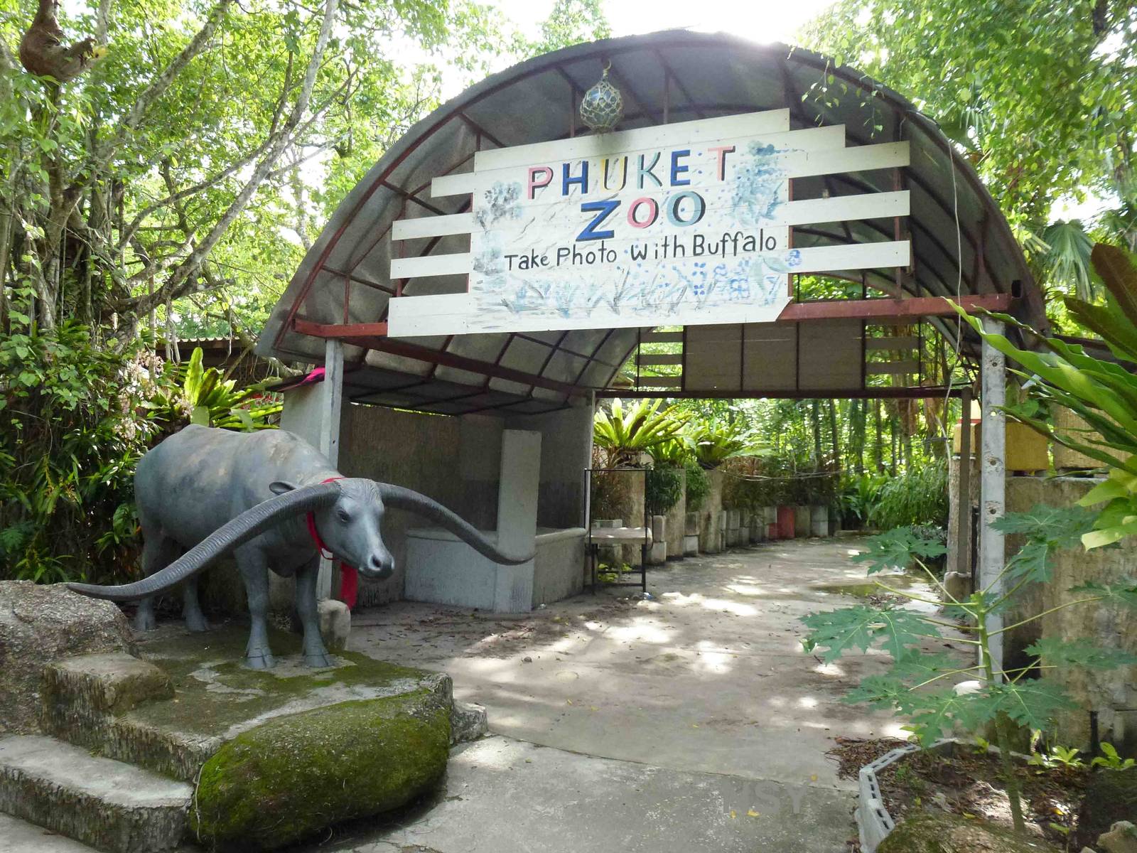 Take your photo with a buffalo, June 2013.