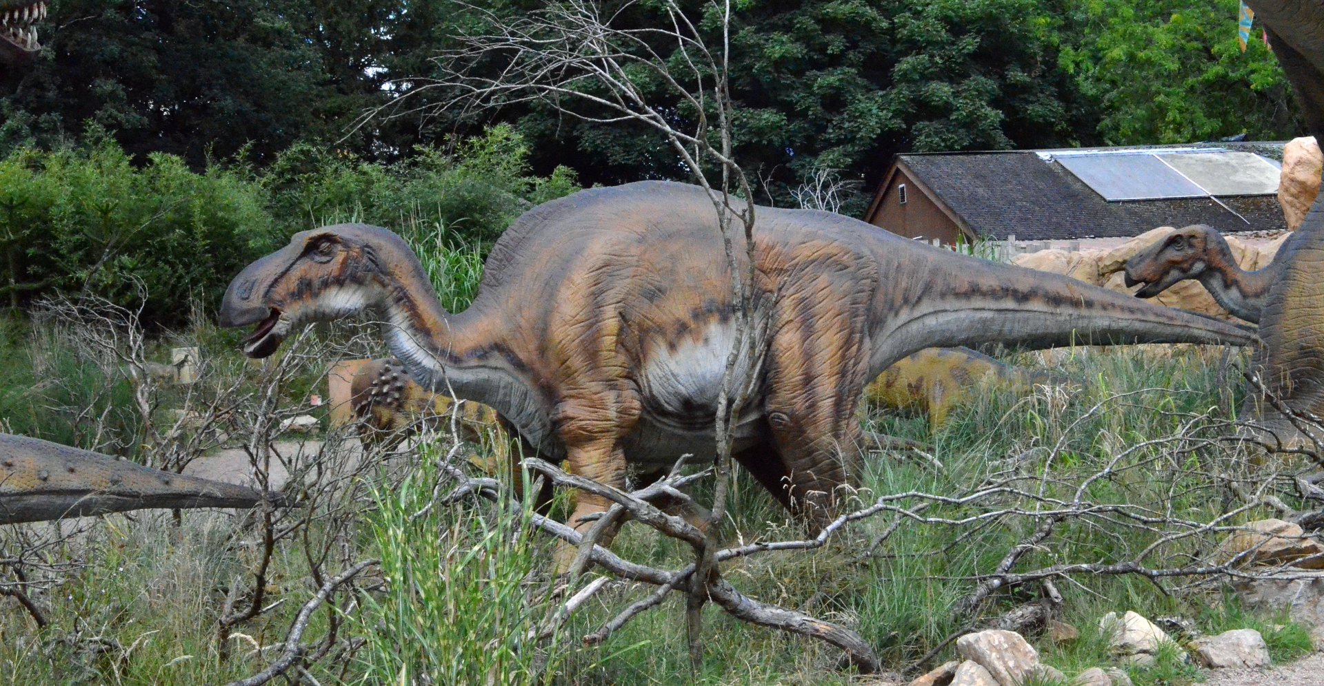 Taken in the Dinosaur Valley West midland safari park on 12 07 2017