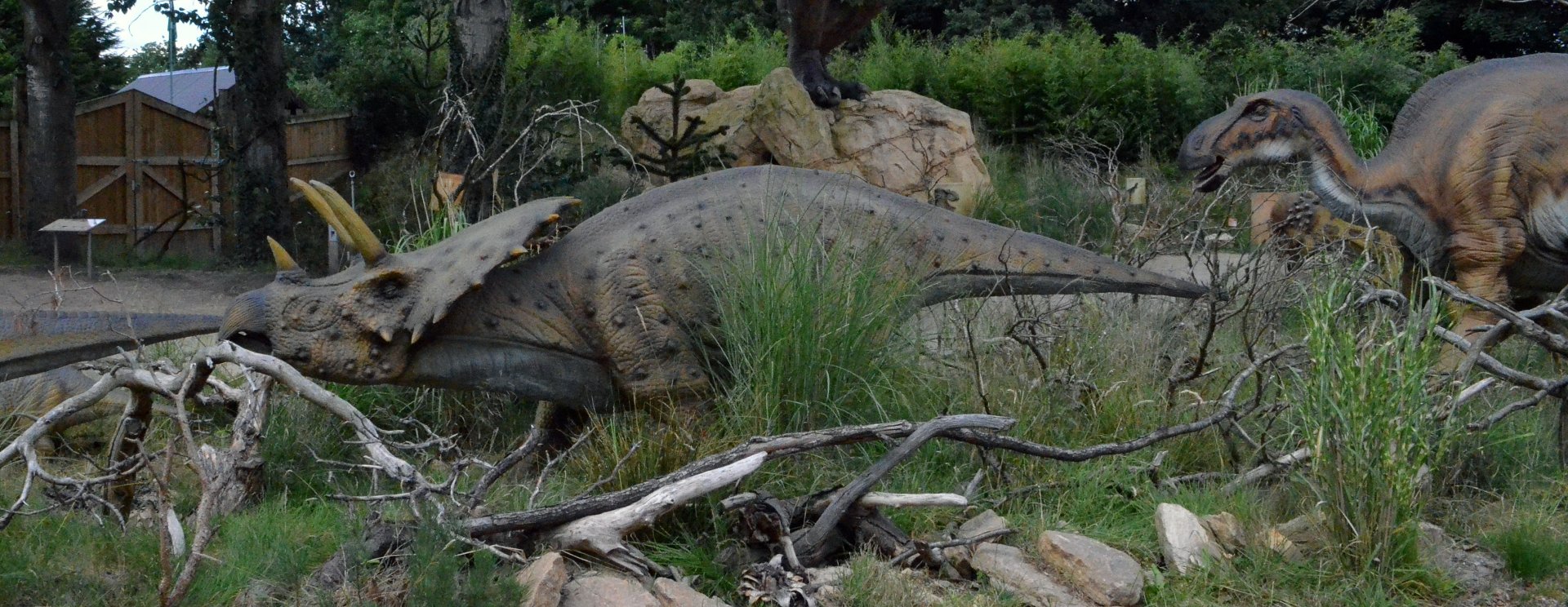 Taken in the Dinosaur Valley West midland safari park on 12 07 2017
