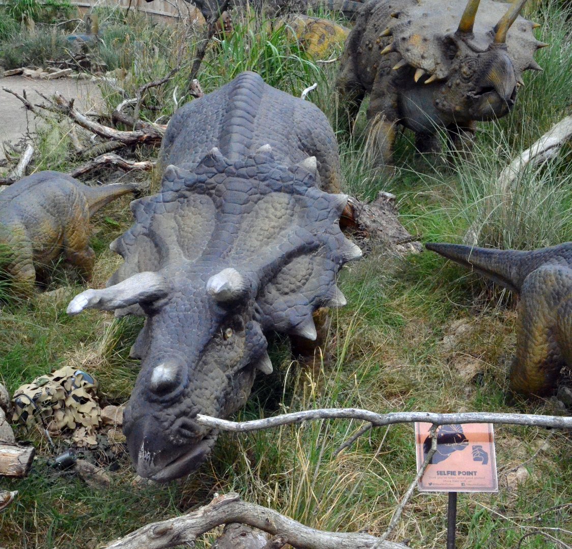 Taken in the Dinosaur Valley West midland safari park on 12 07 2017