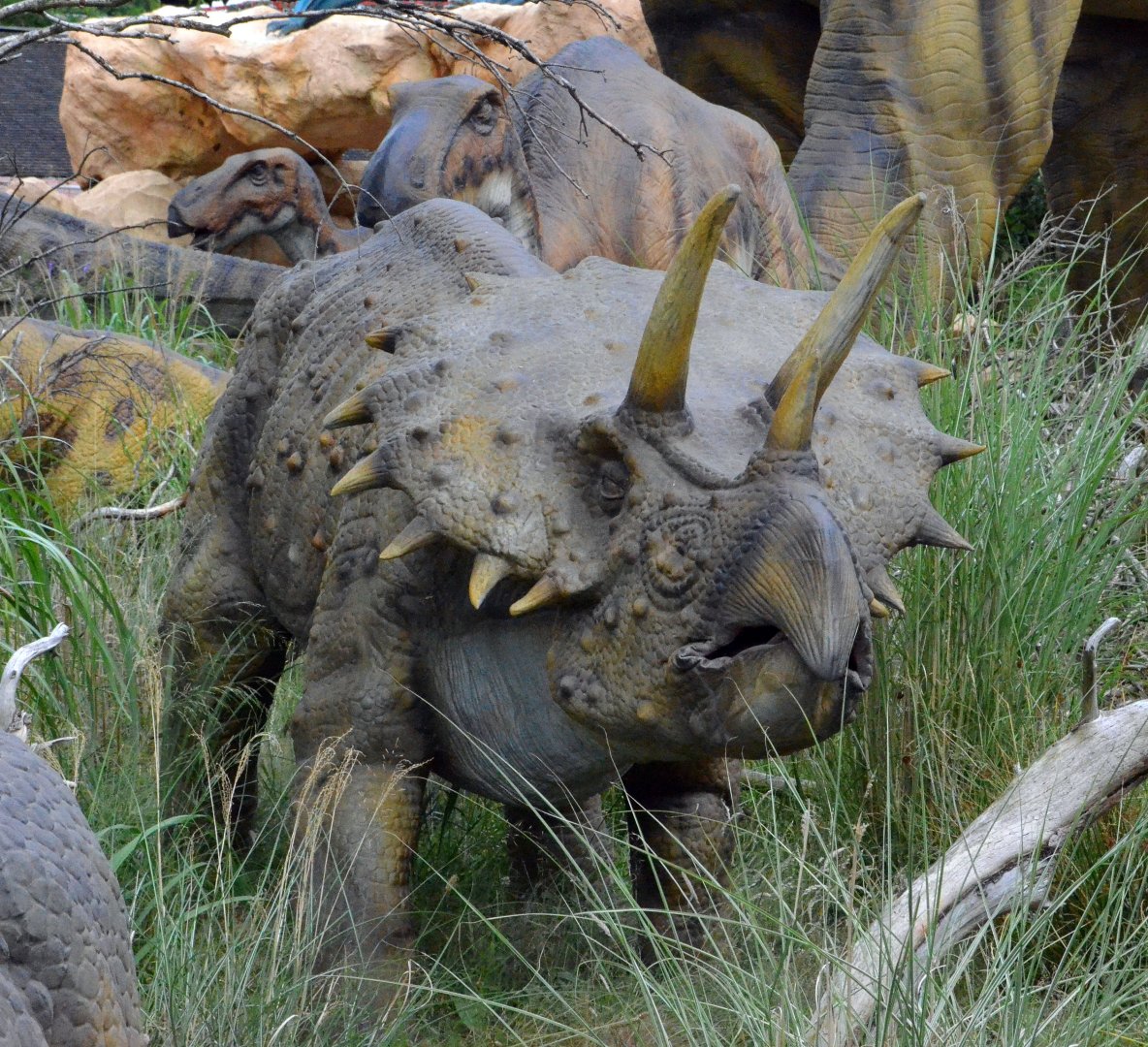 Taken in the Dinosaur Valley West midland safari park on 12 07 2017