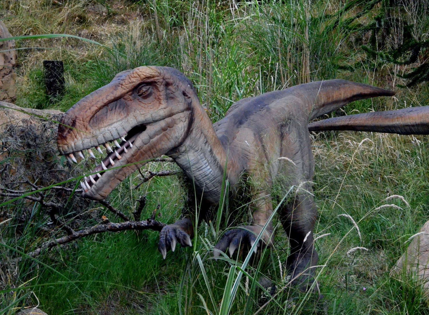 Taken in the Dinosaur Valley West midland safari park on 12 07 2017