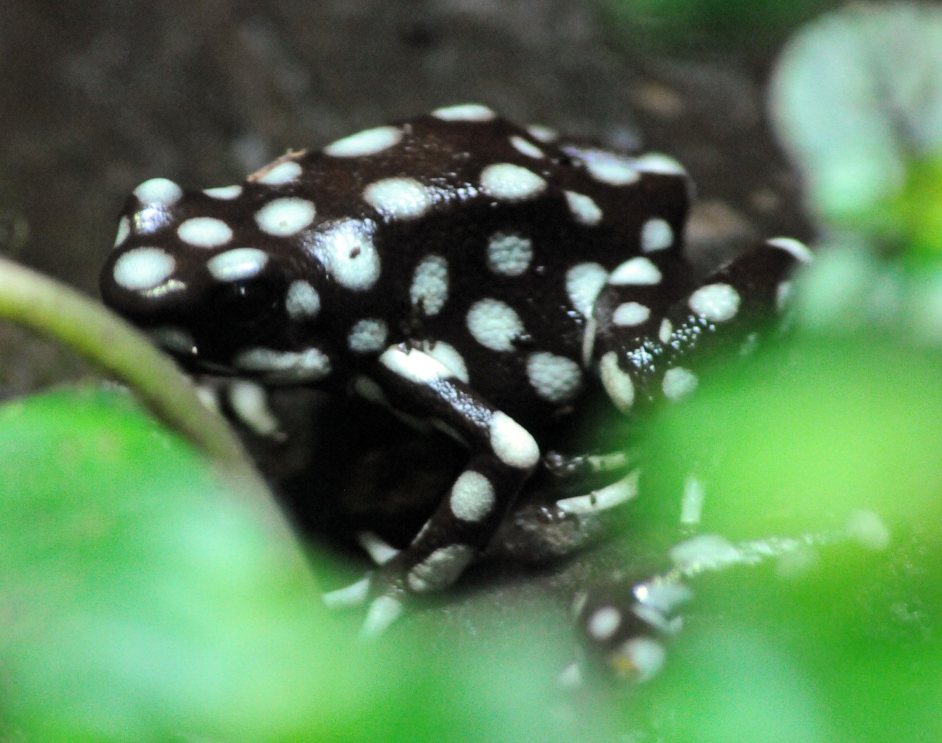 Taken in Tropical Realm House