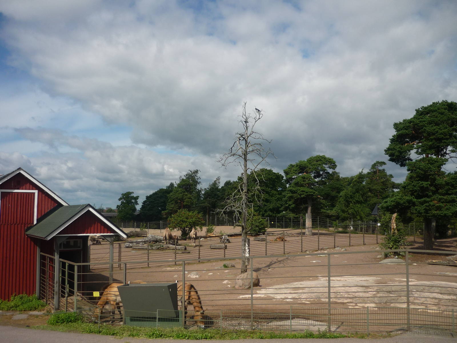 Takhi and Bactrian Camel Exhibits