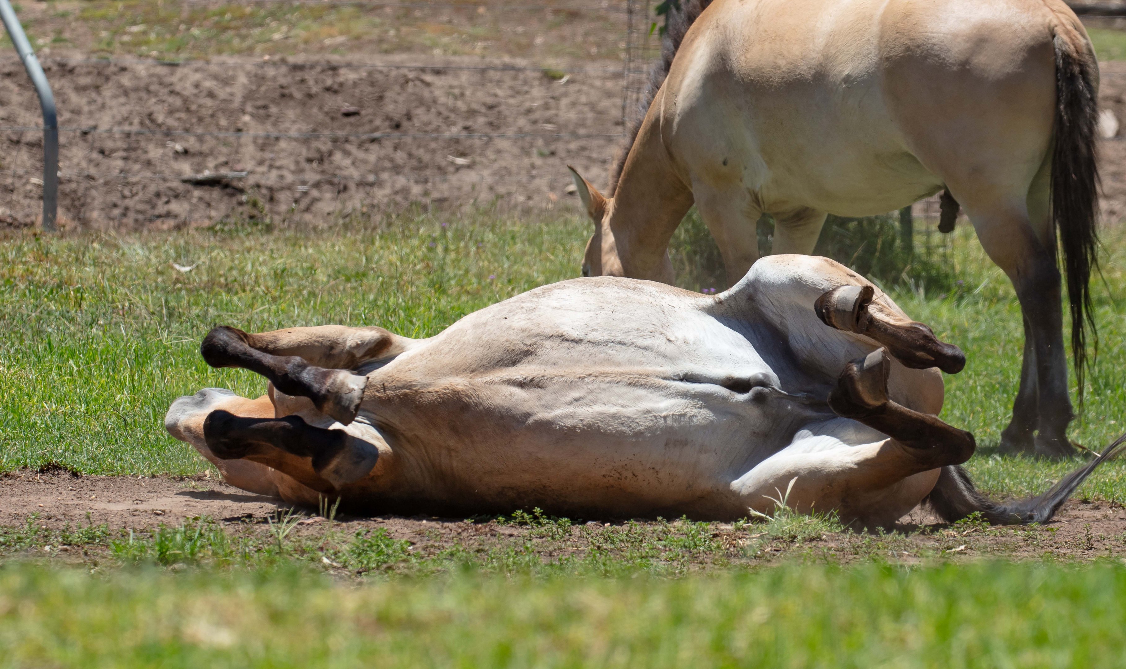 Takhi (Przewalski Horse)