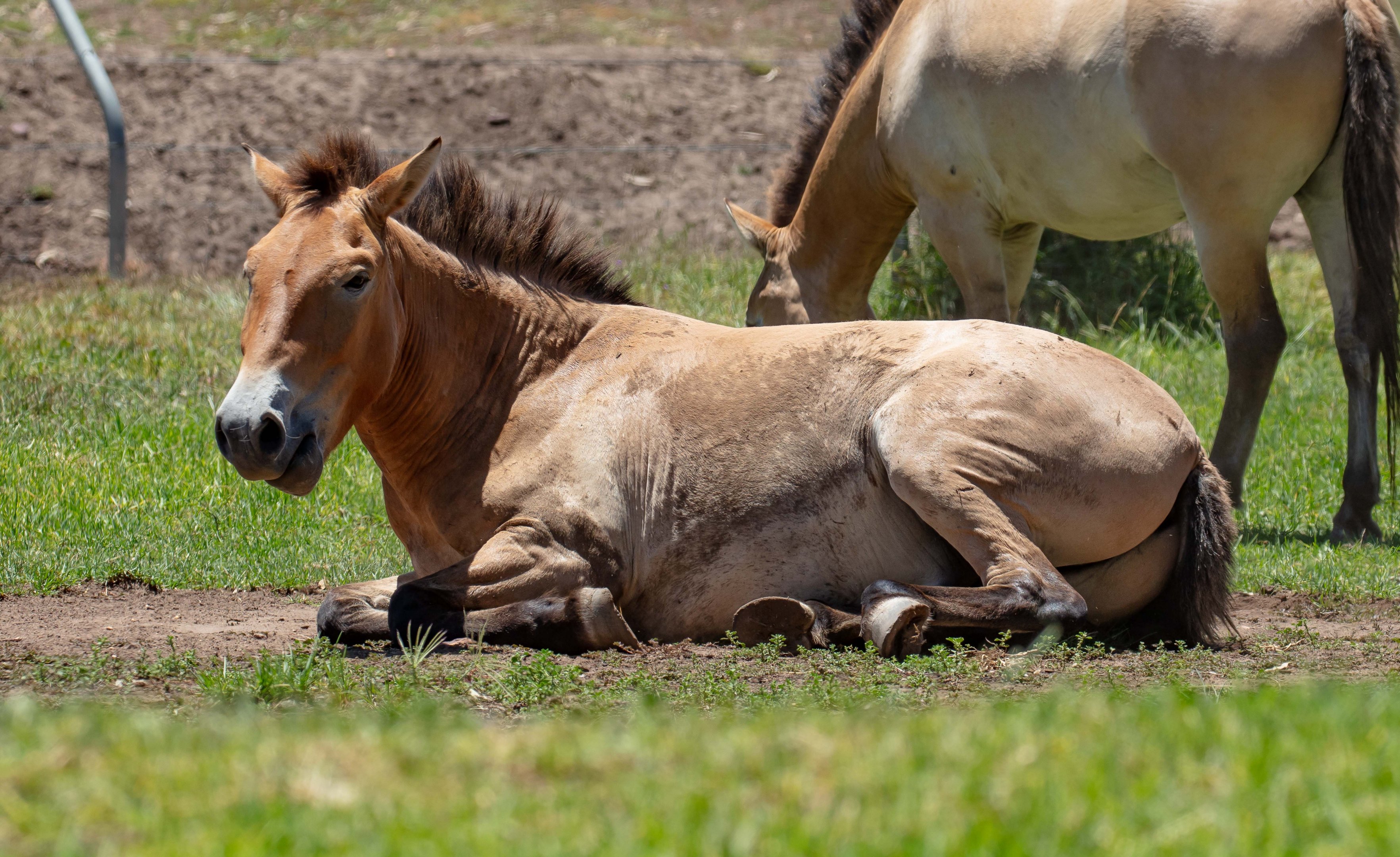Takhi (Przewalski Horse)