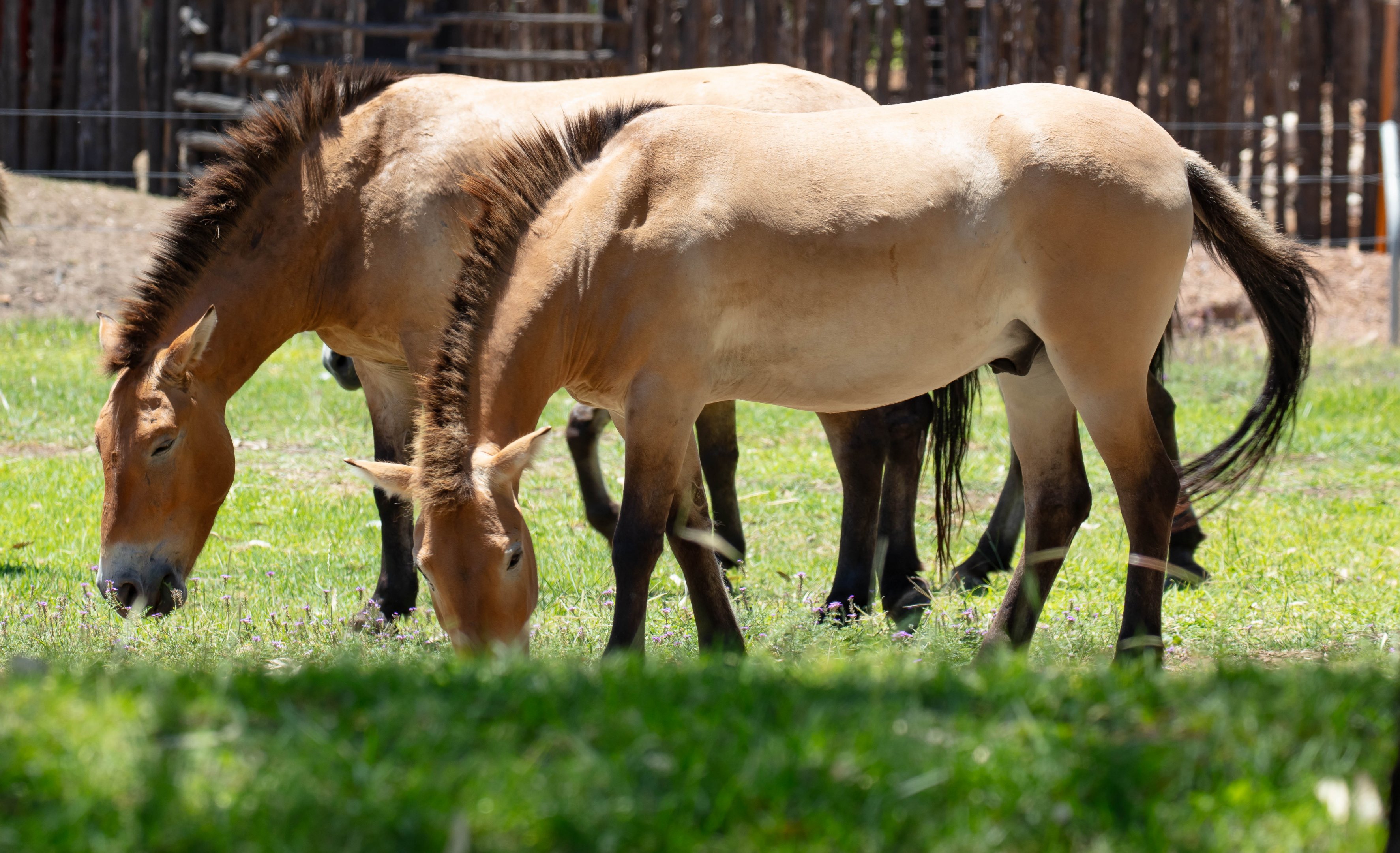 Takhi (Przewalski Horses)