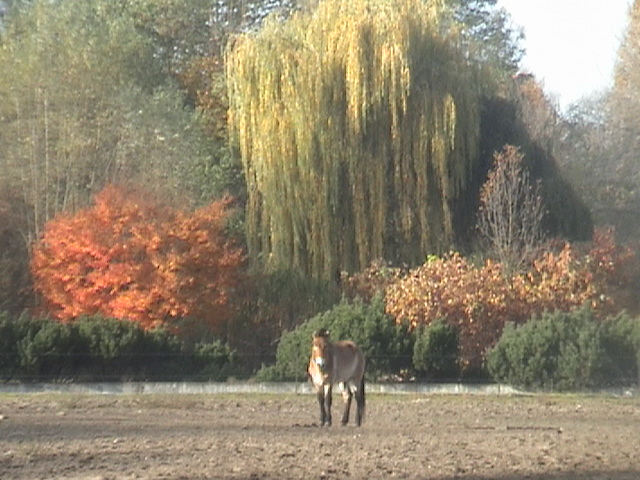Takhi Tierpark Friedrichsfelde