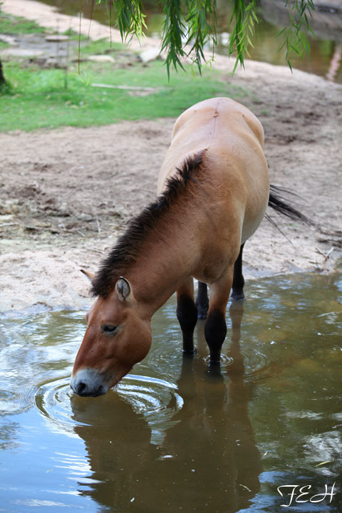 taki in stream drinking