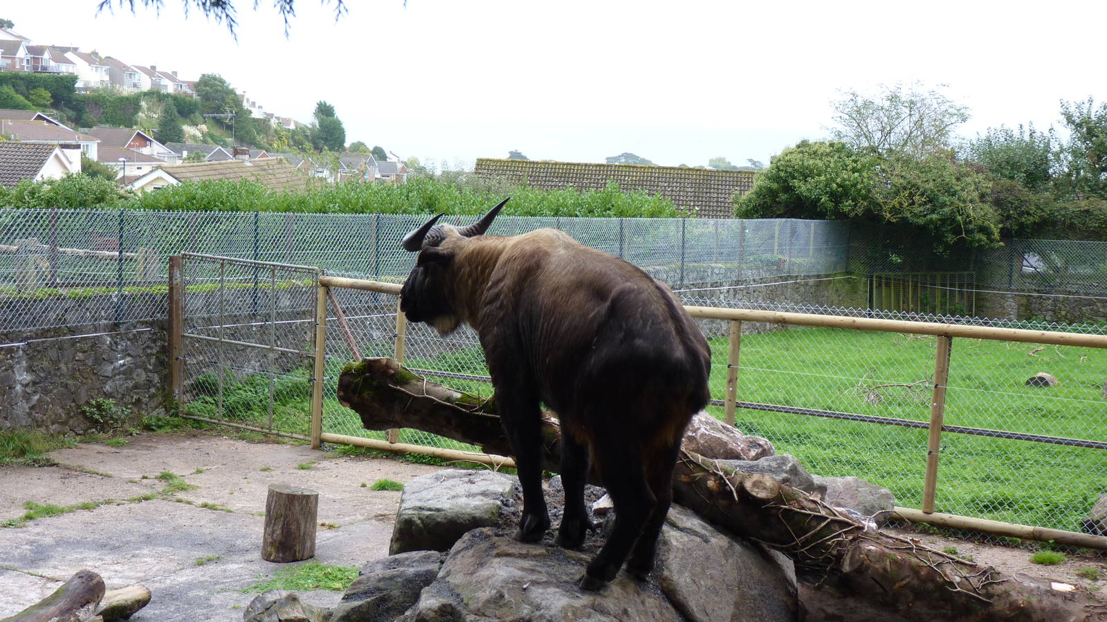 Takin  6 October 2010