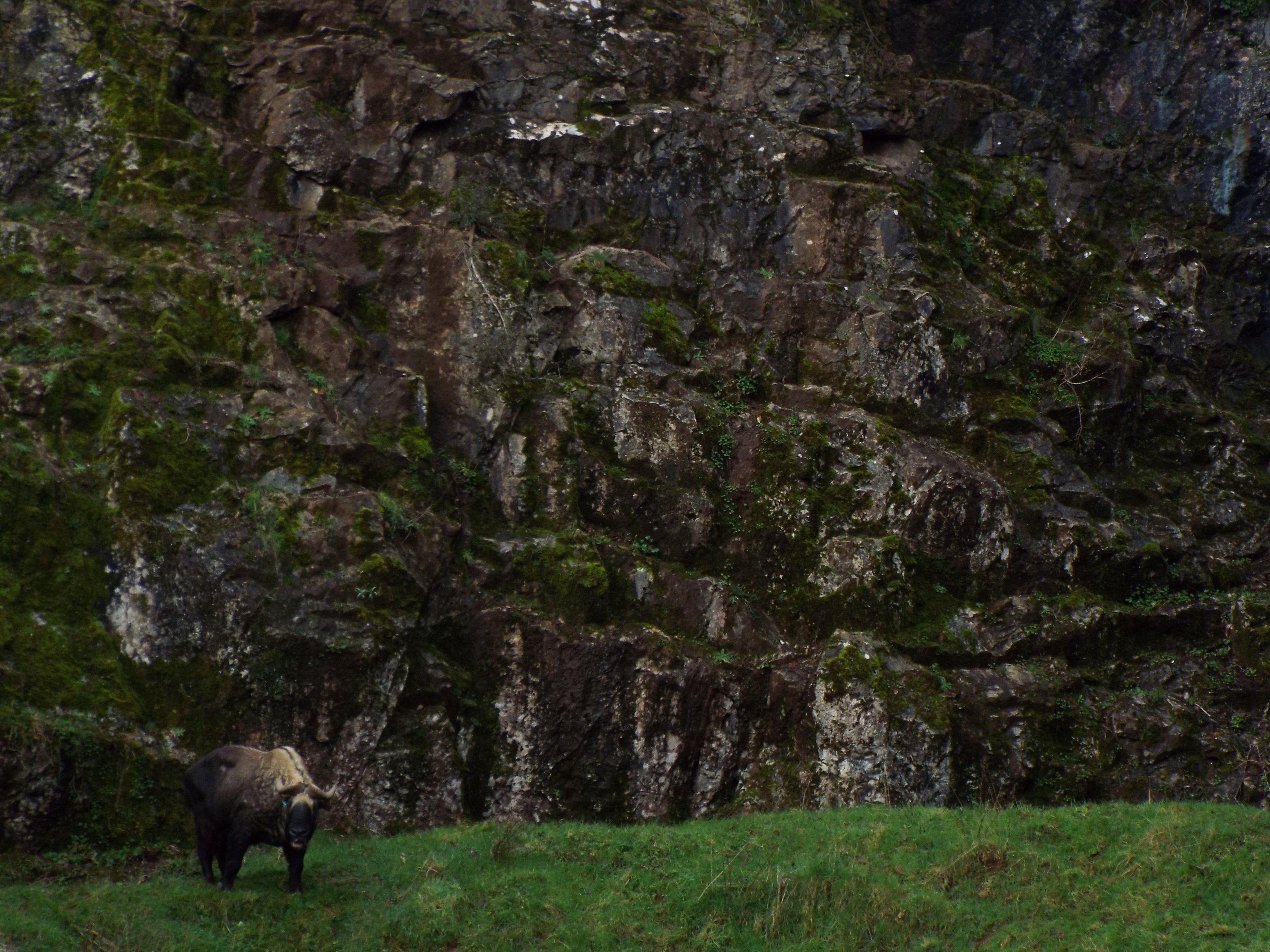 Takin and Cliff face