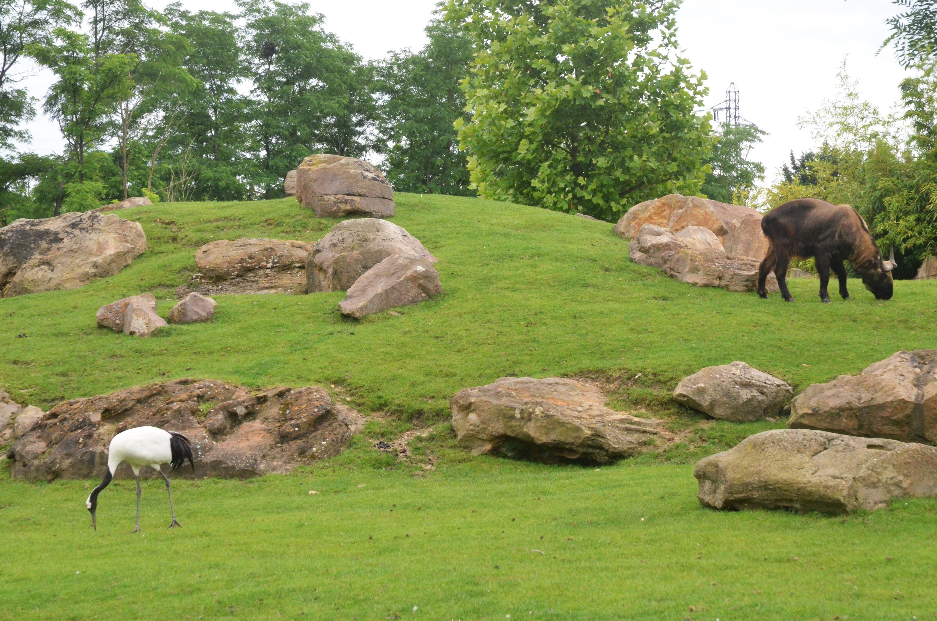 Takin and Crane Enclosure at Beauval, 12/06/18