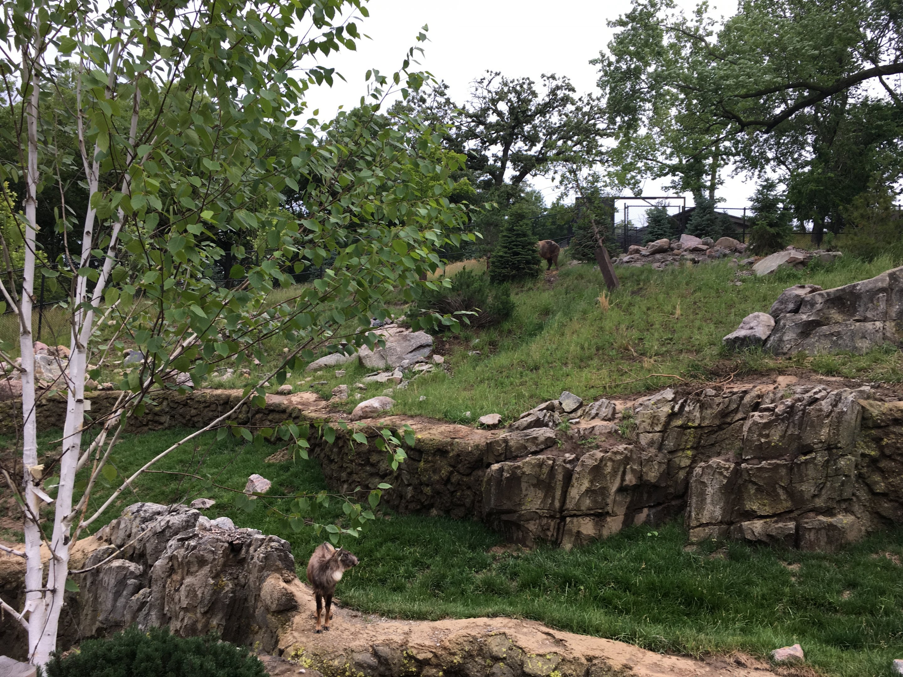 Takin and goral exhibit