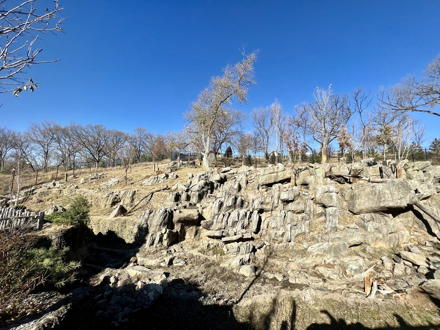 Takin and Goral Exhibit