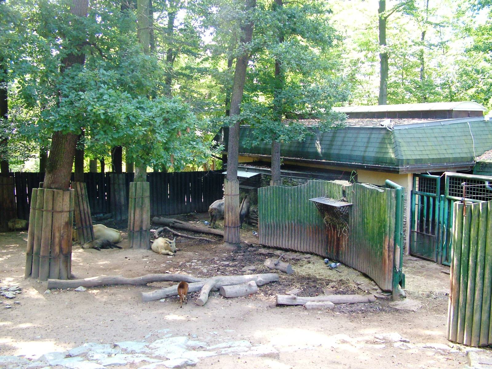 Takin and Muntjac Exhibit at Liberec, 28/08/12