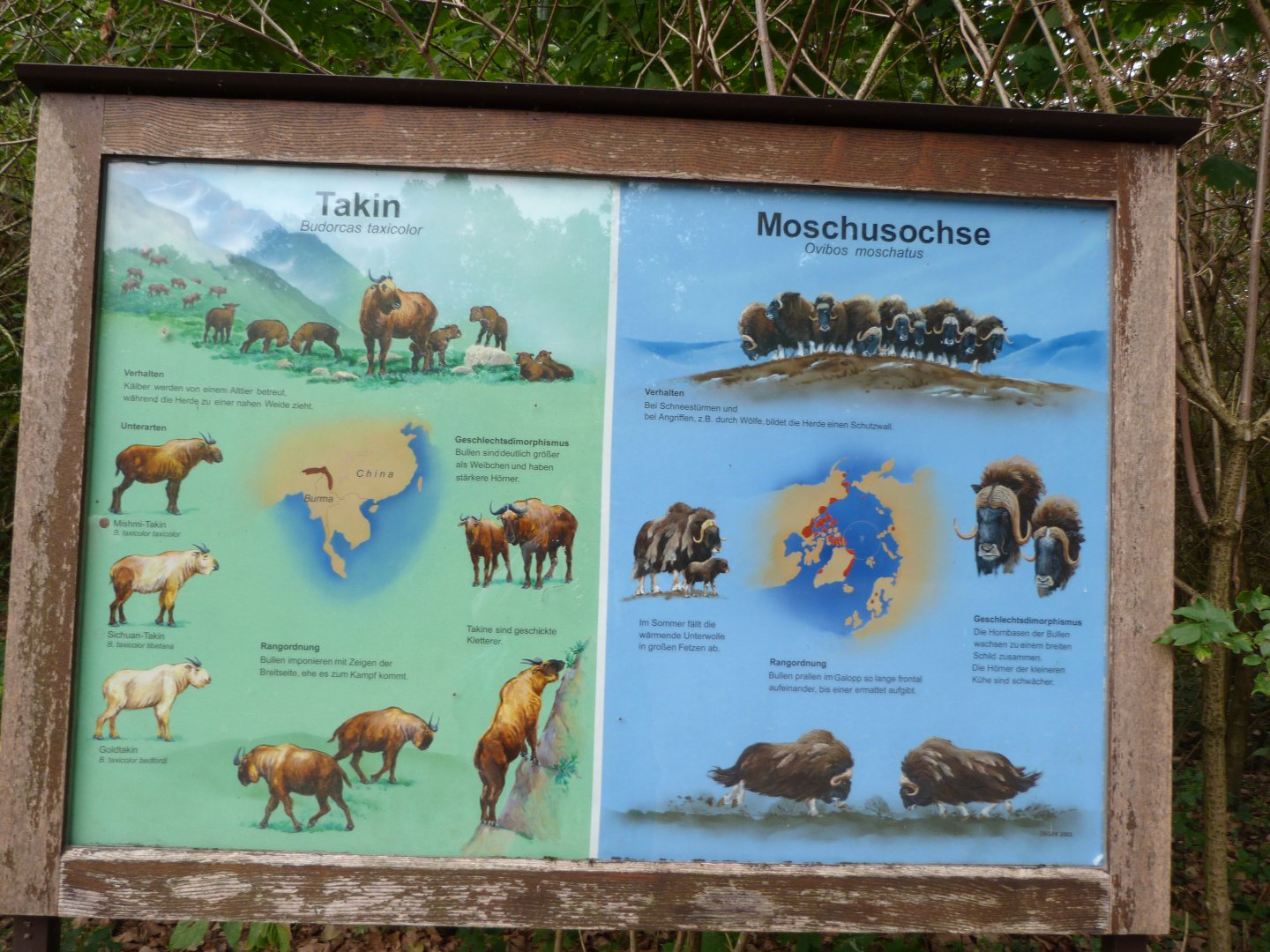 Takin and musk ox sign -Tierpark Berlin (2024)