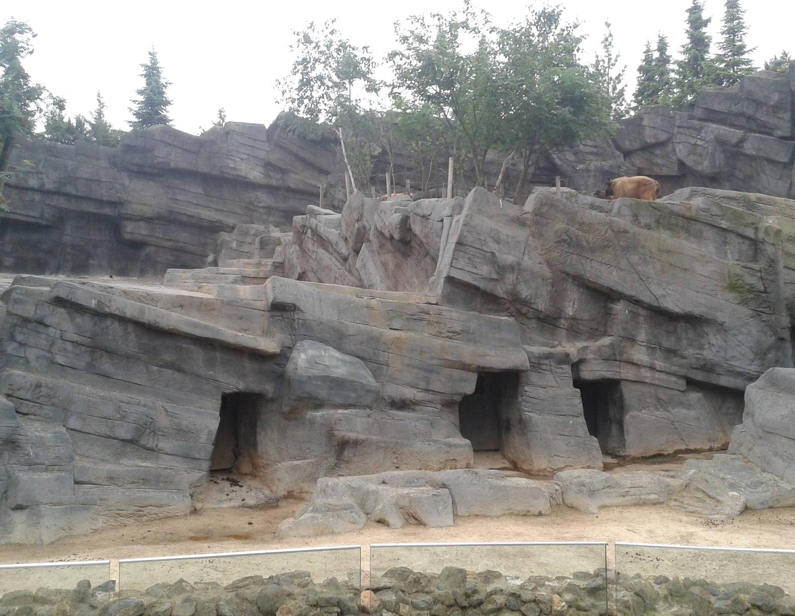 Takin and Thar enclosure