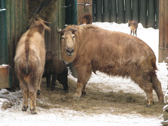 Takin at Liberec zoo