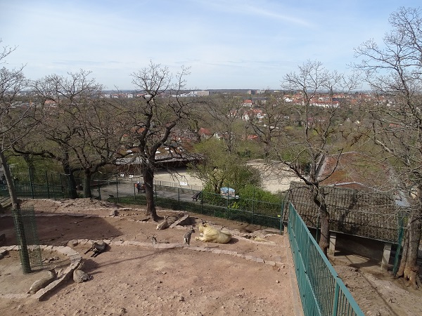 Takin/bharal enclosure (04/22)