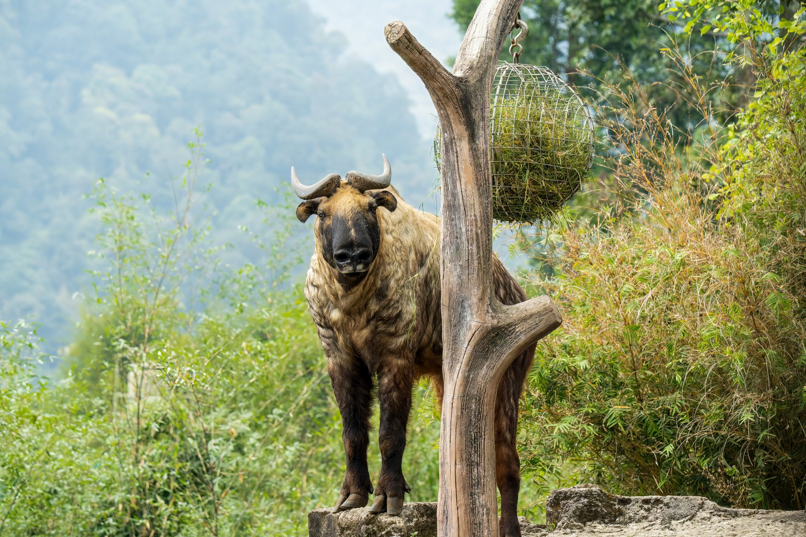 Takin - Budorcas taxicolor - Panda Palace