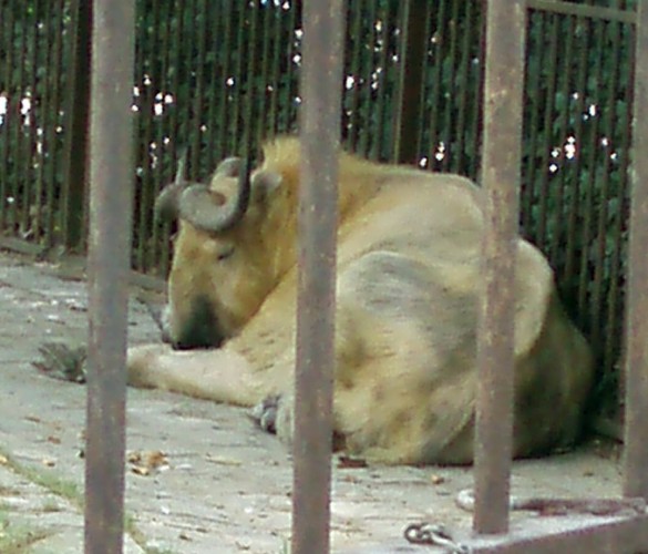 Takin (Budorcas taxicolor)