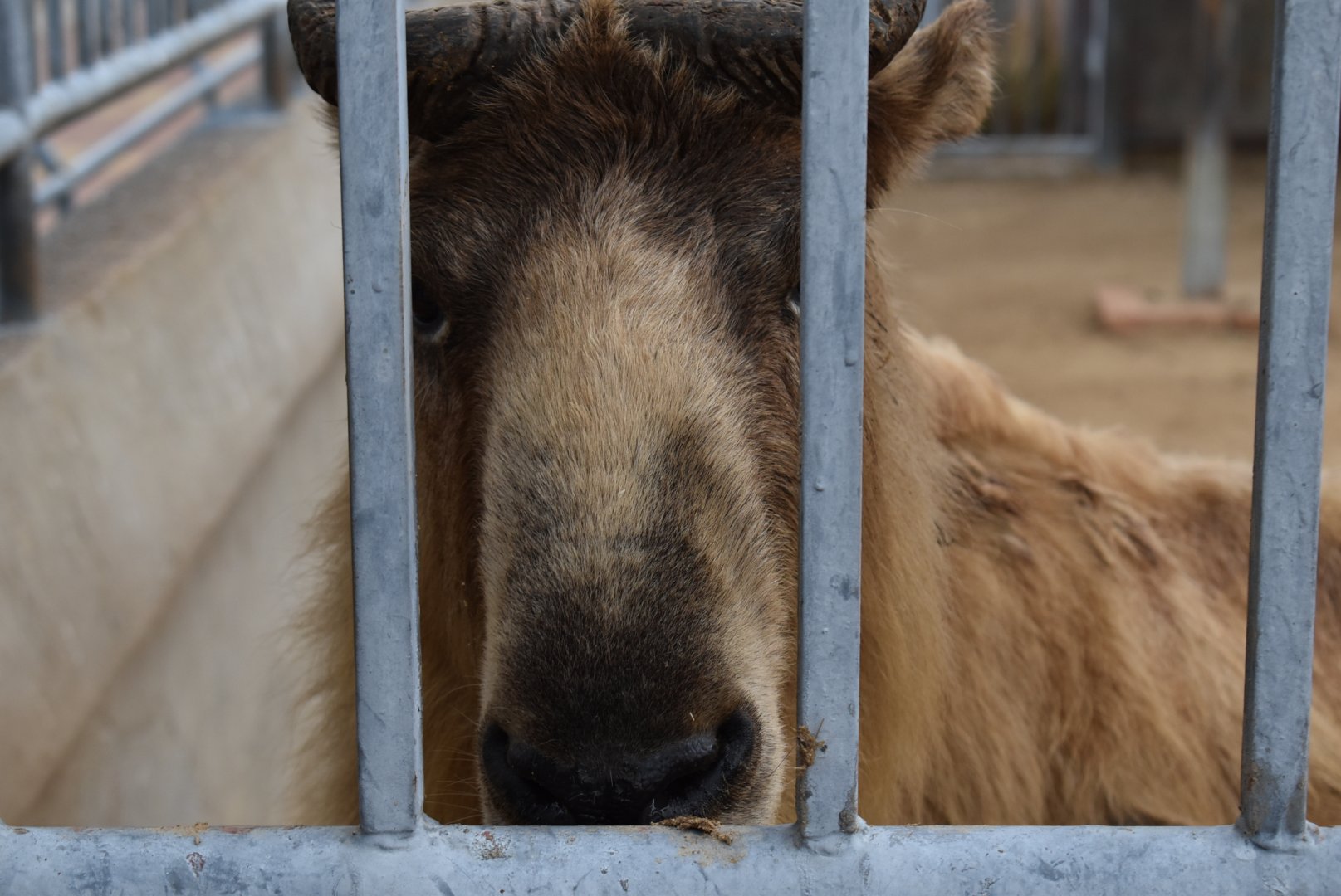 Takin（Budorcas taxicolor）