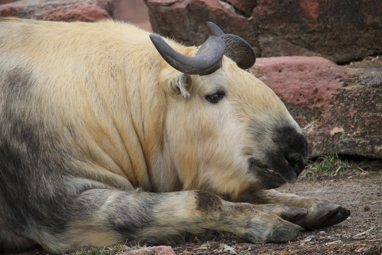 Takin (Budorcas taxicolor)