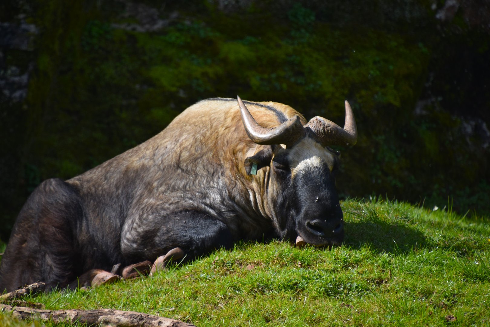 Takin, Budorcas taxicolor