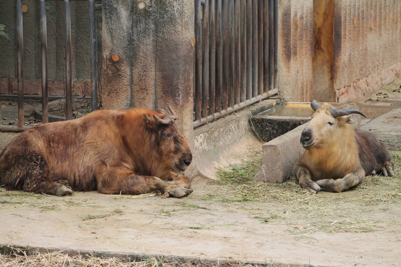 takin (Budorcus taxicolor)