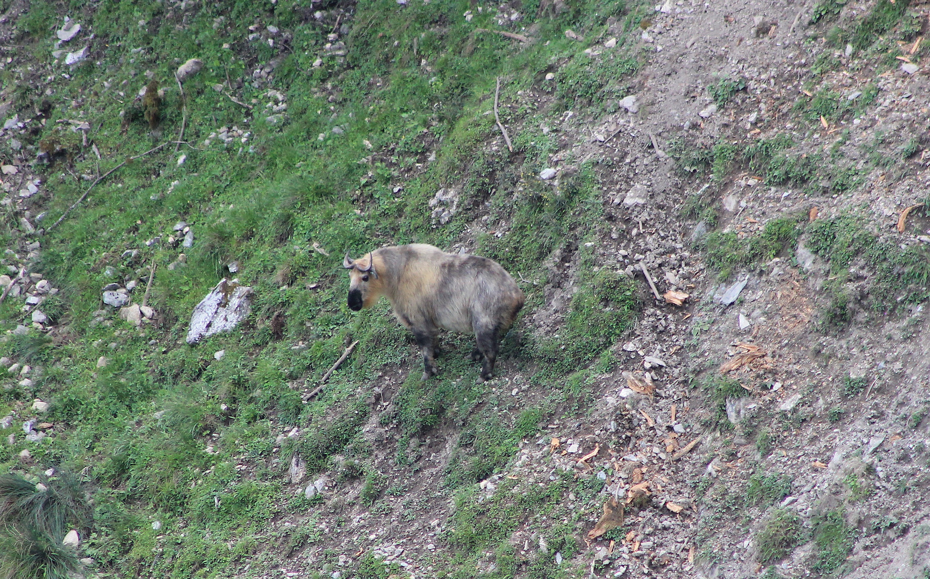 Takin (Budorcus taxicolor)
