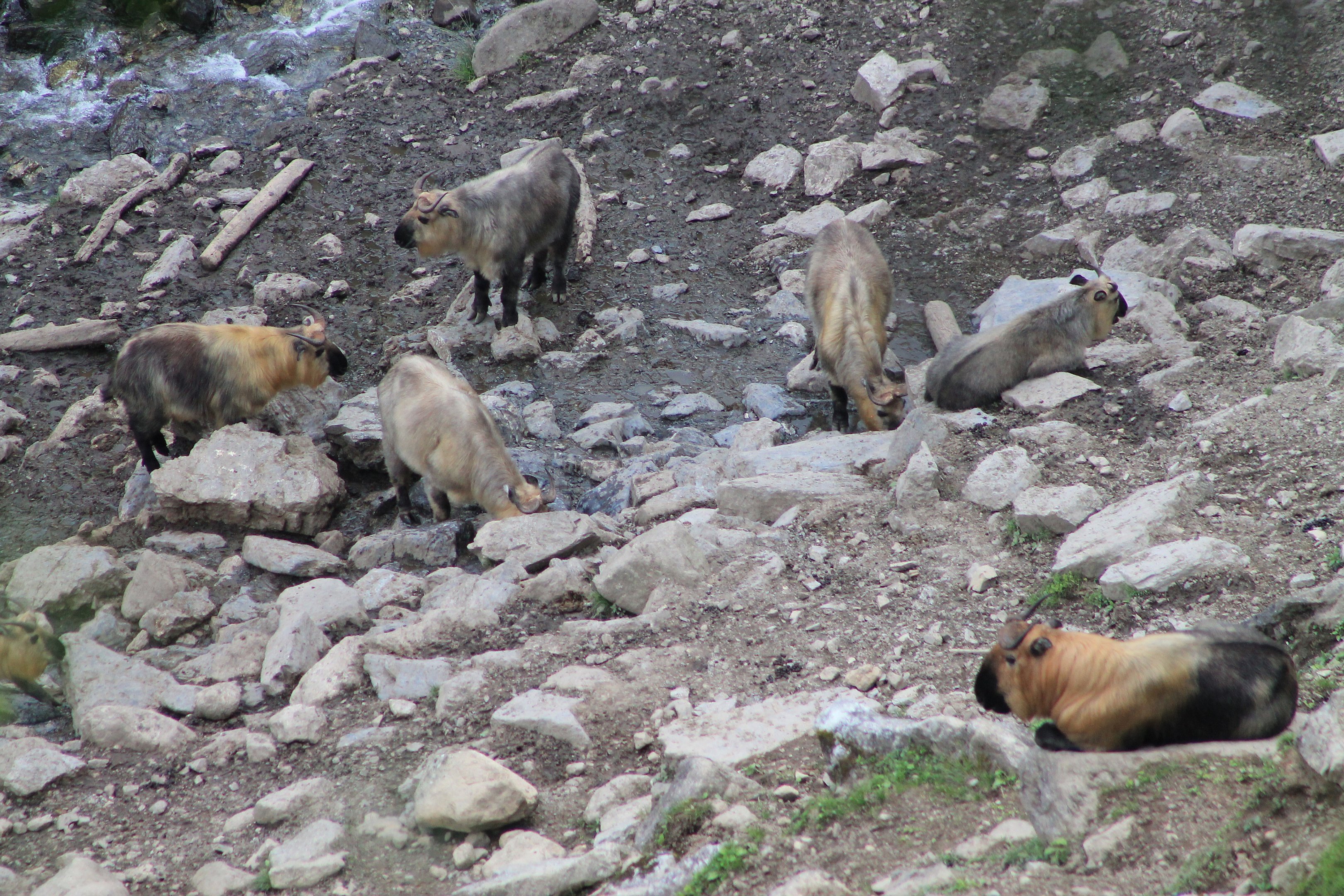 Takin (Budorcus taxicolor)