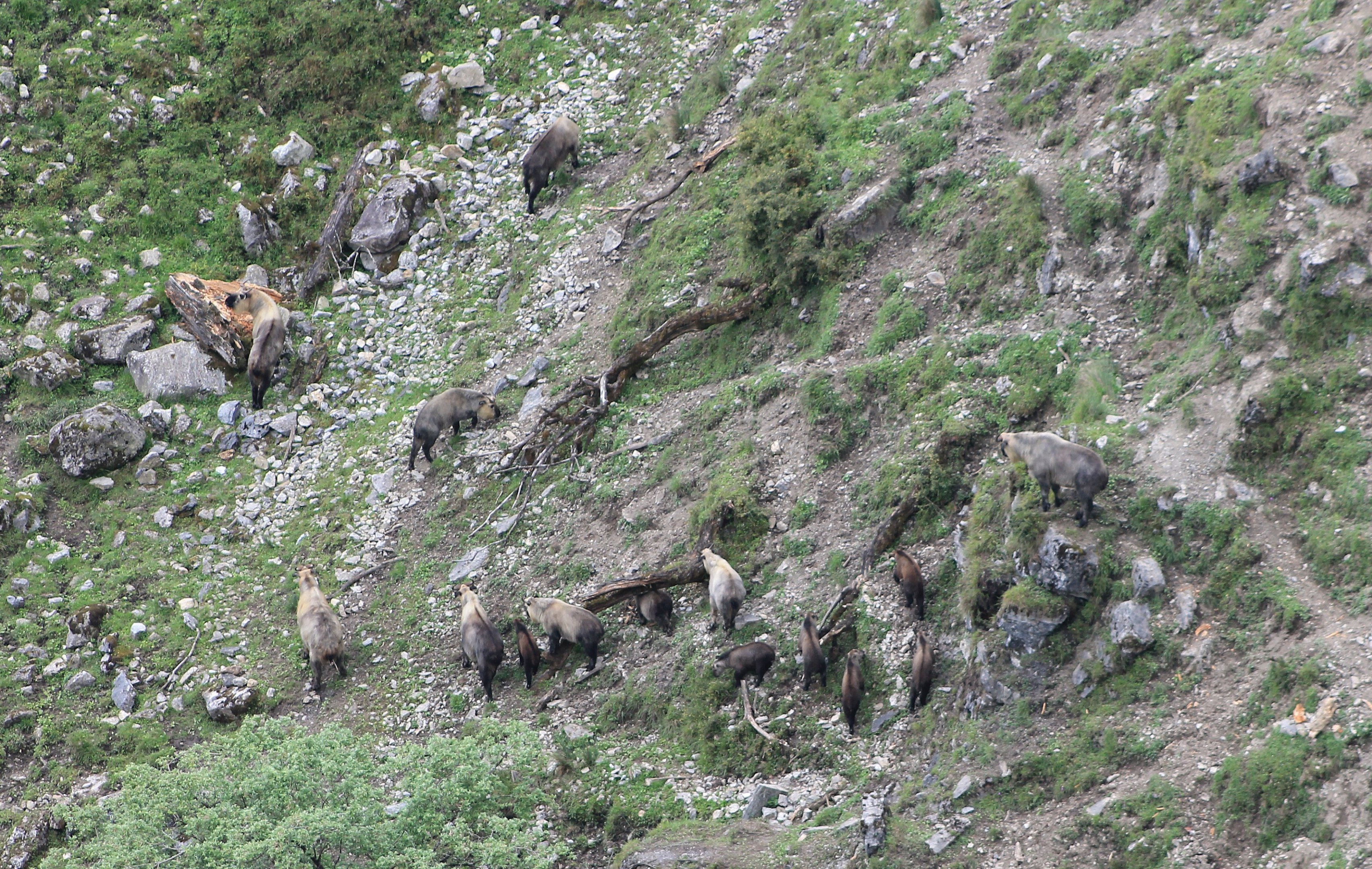 Takin (Budorcus taxicolor)