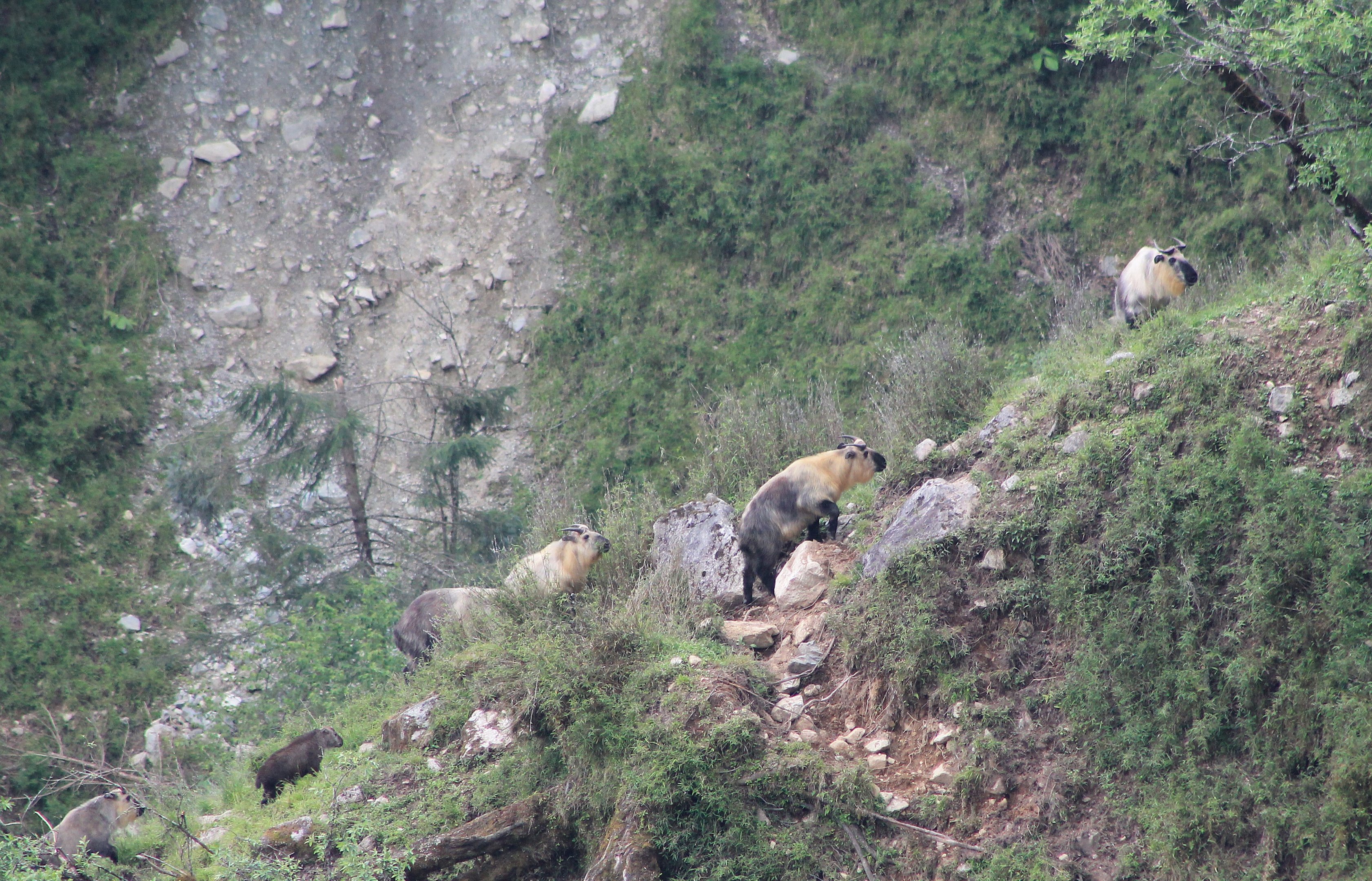 Takin (Budorcus taxicolor)