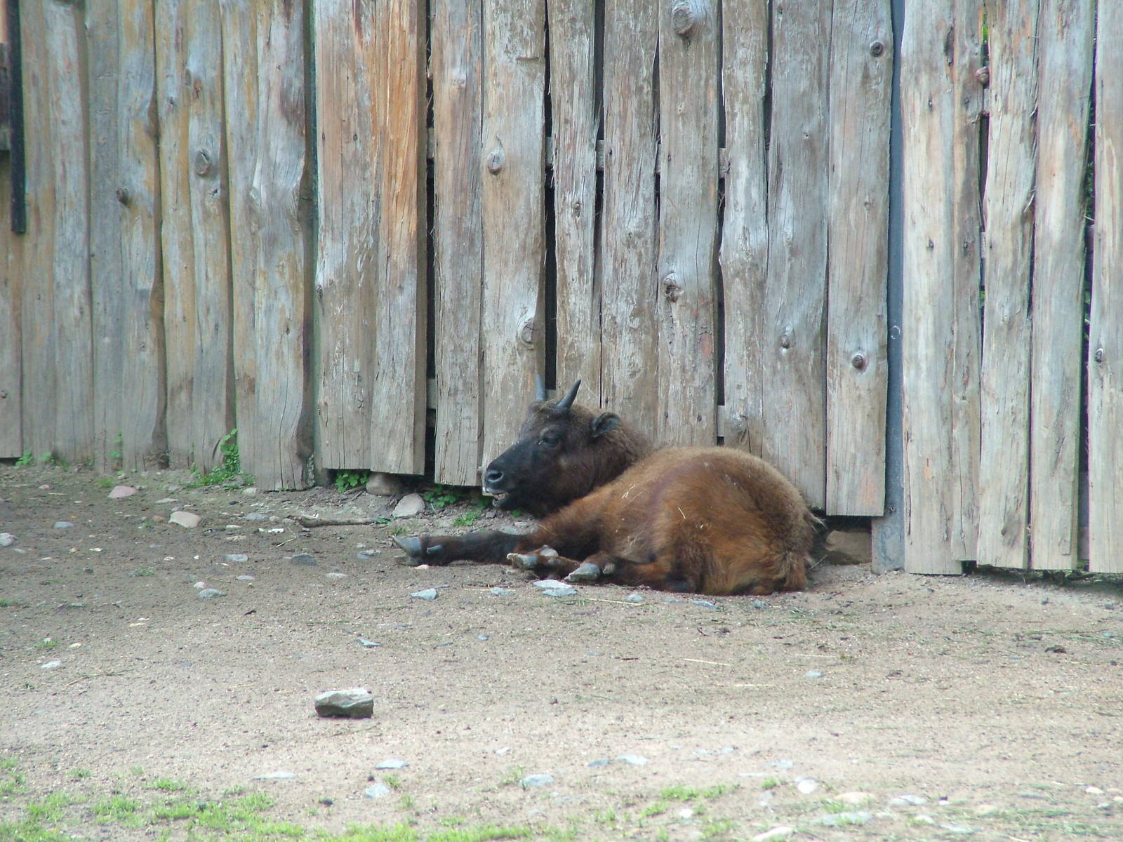 Takin calf at Prague, 24/05/10