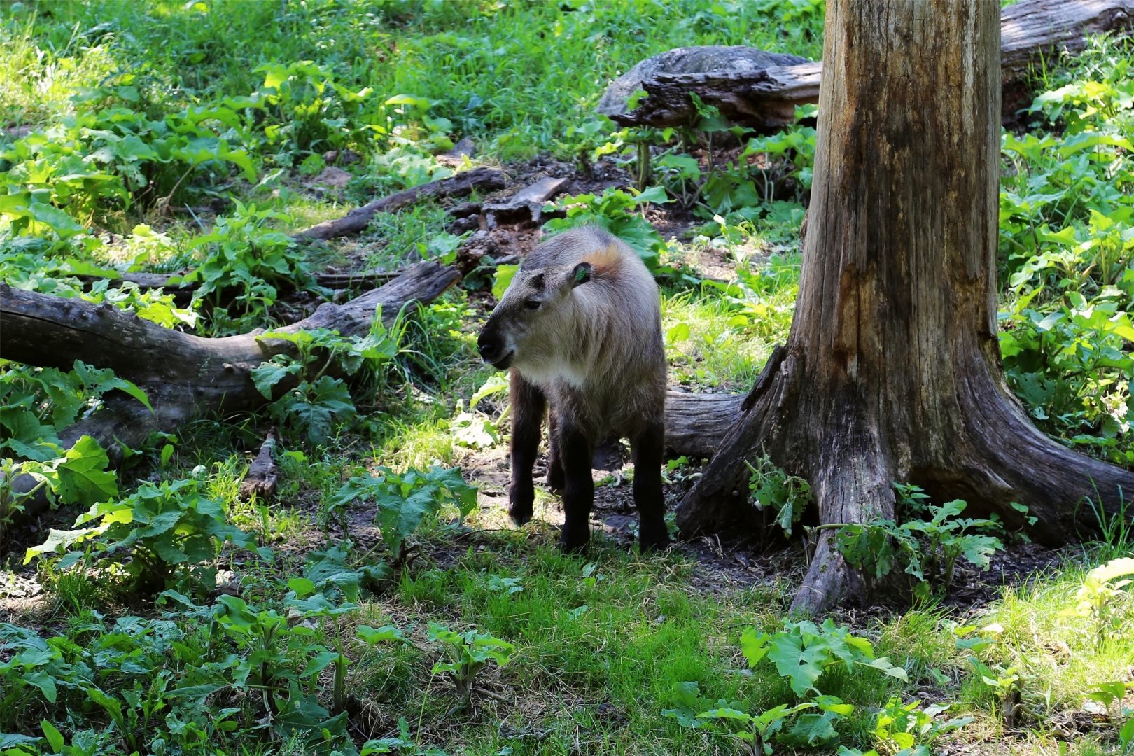 Takin Calf, June 2016