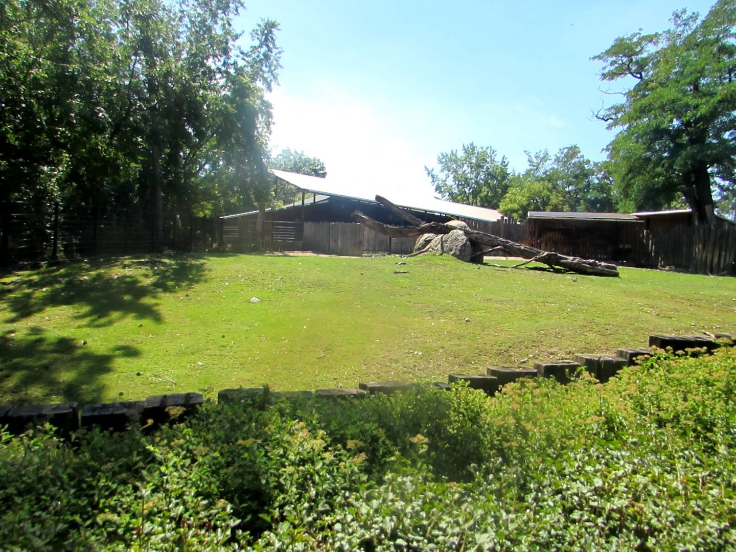 Takin enclosure - July/2017