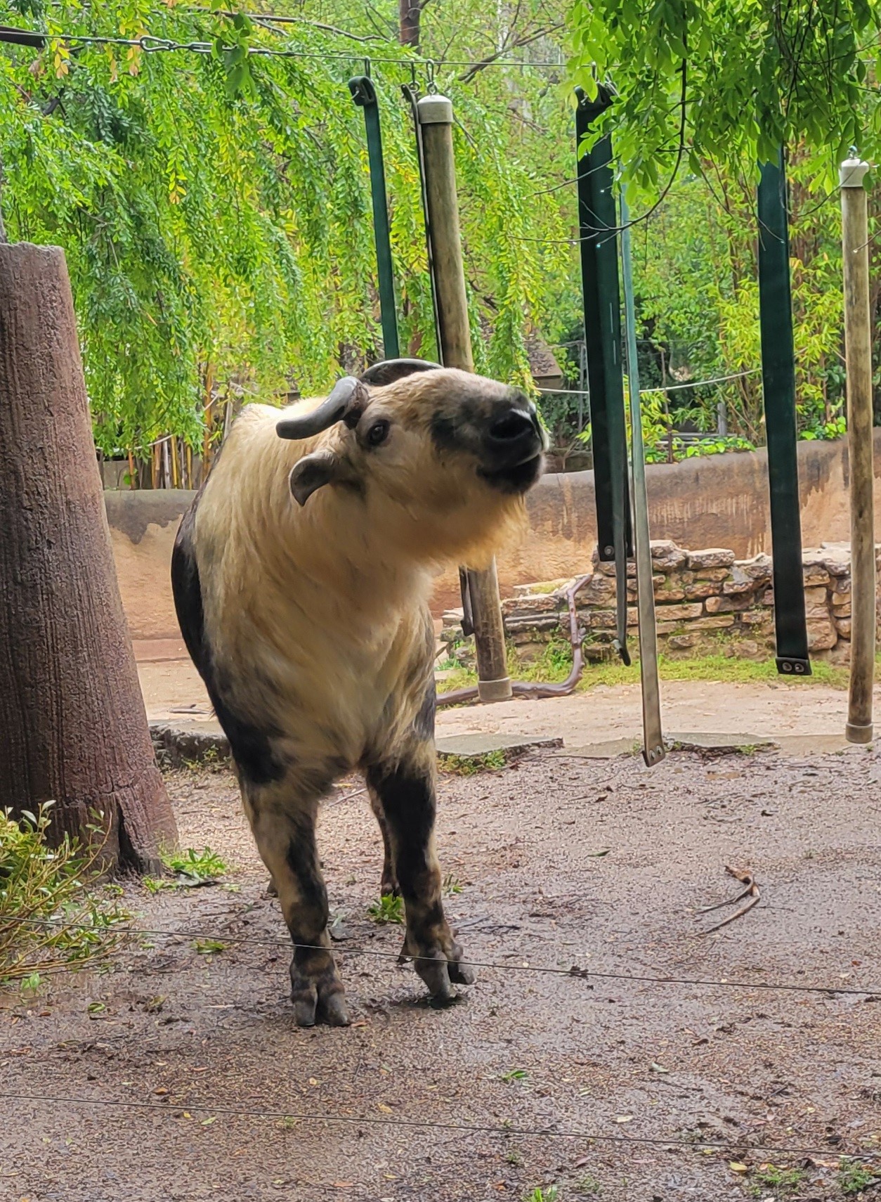 Takin - Enjoying a drizzly Spring morning