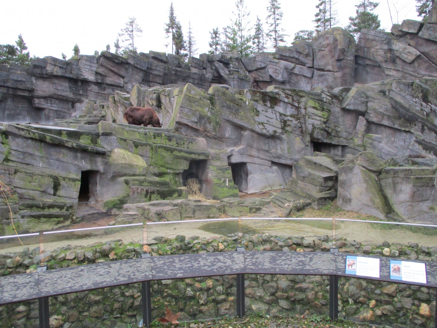 Takin exhibit (02/02/2022)