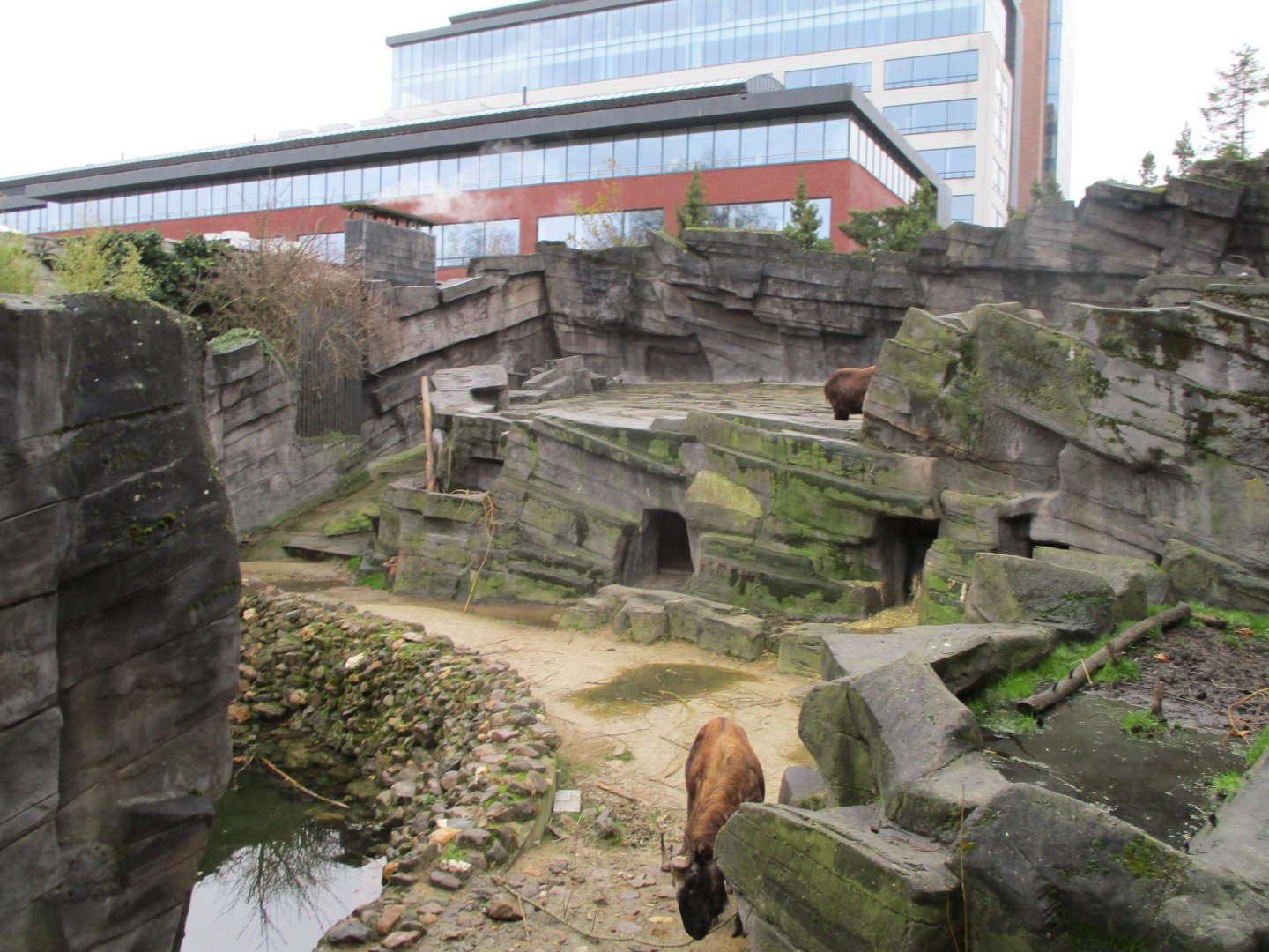 Takin exhibit (02/02/2022)