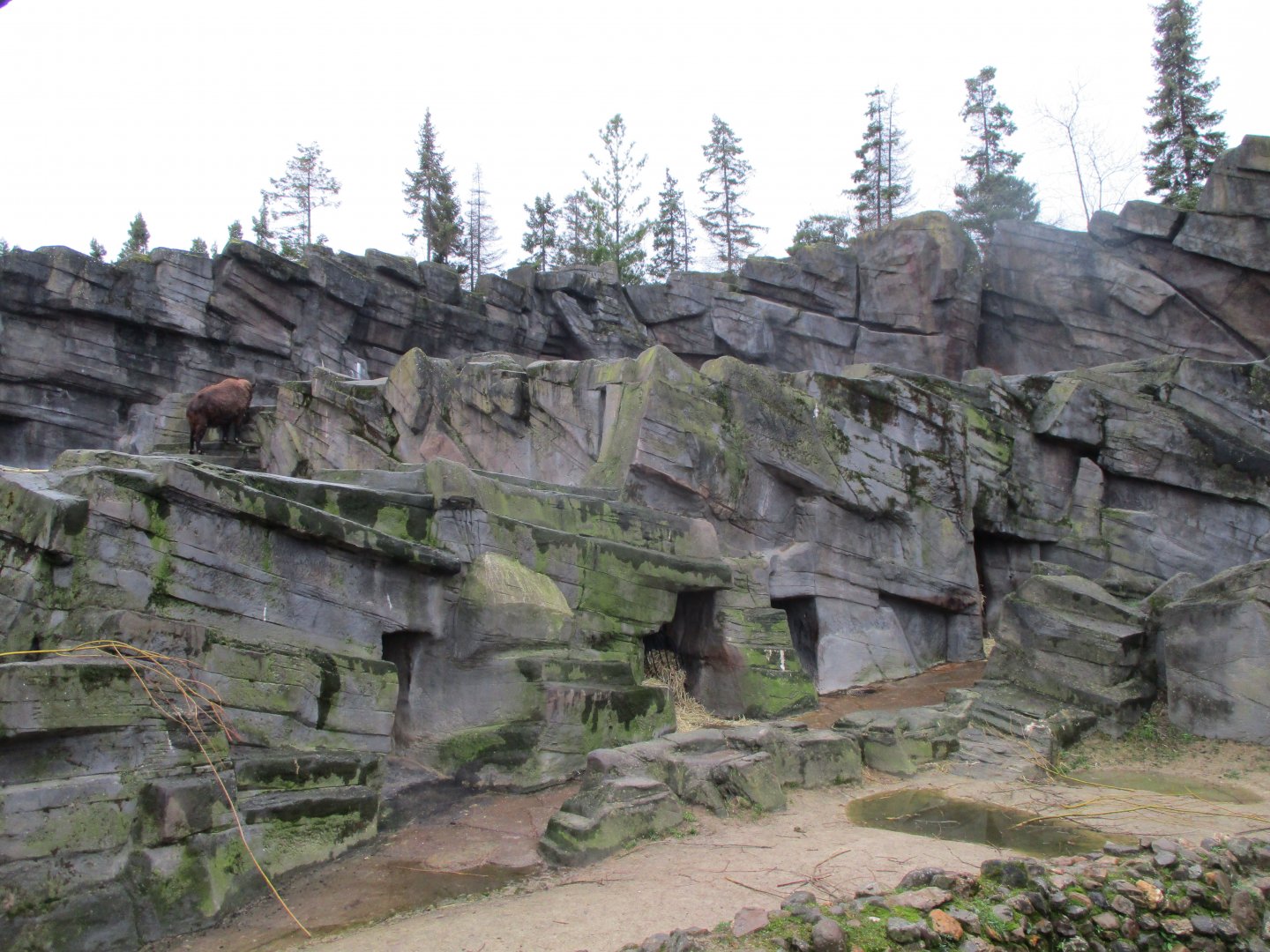 Takin exhibit (02/02/2022)