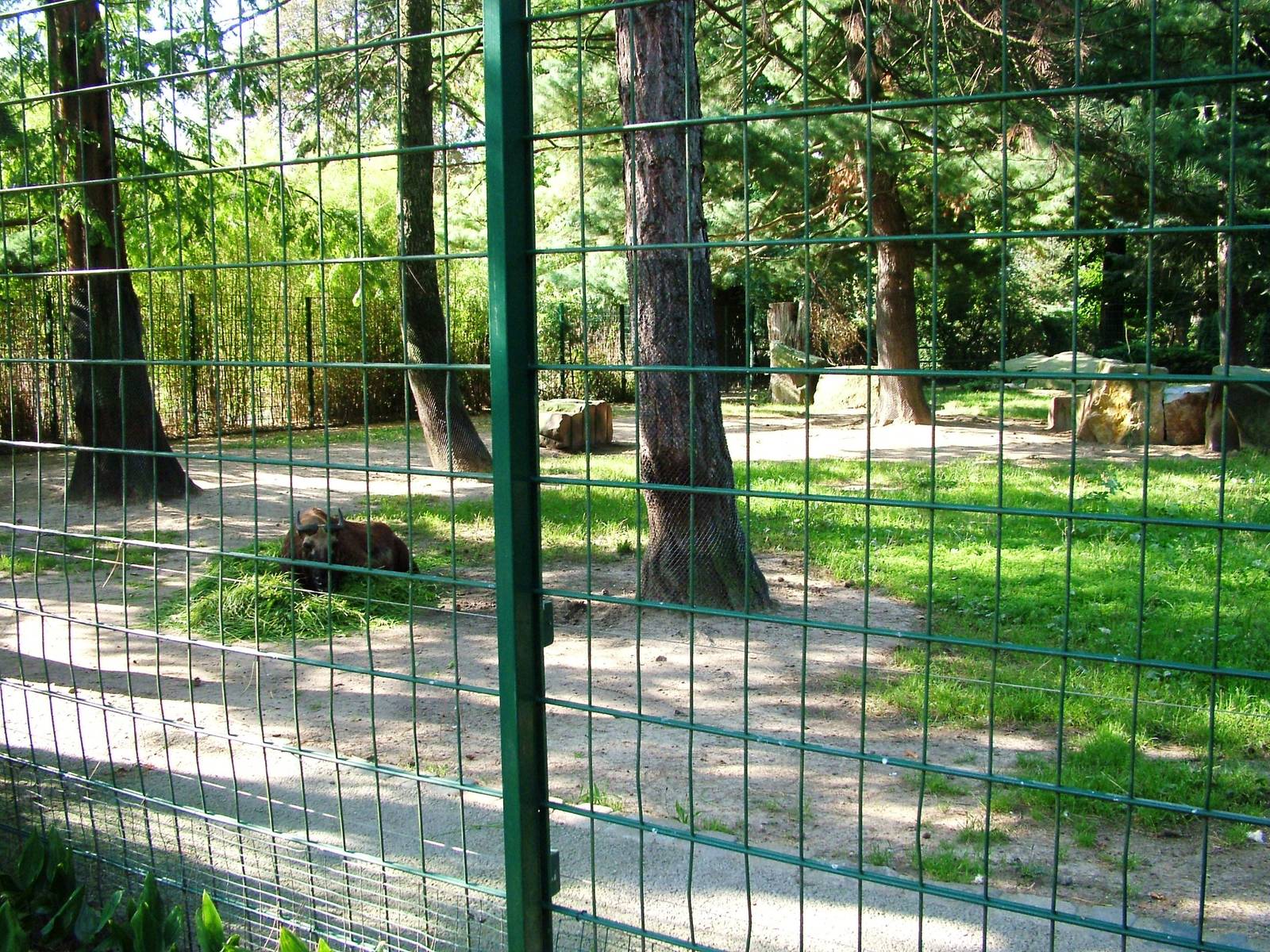 Takin Exhibit at Dresden, 29/08/12