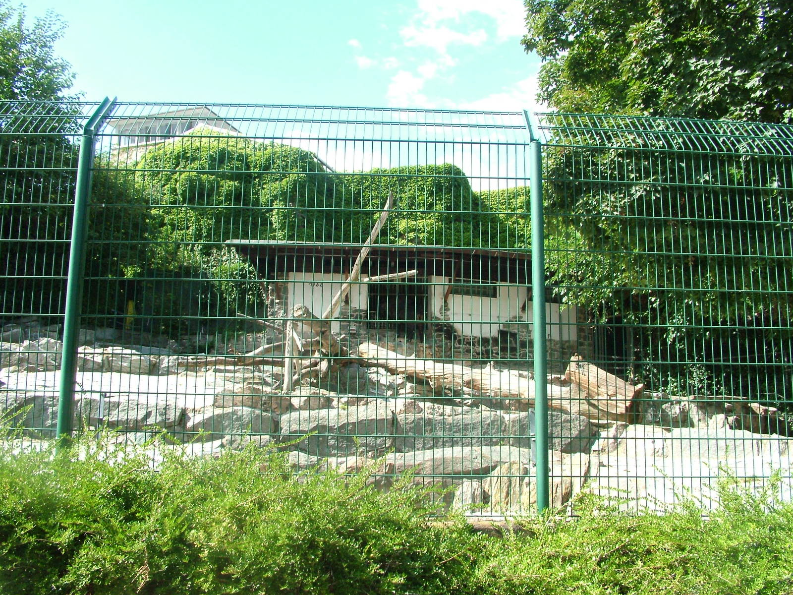 Takin Exhibit at Frankfurt 31/08/10