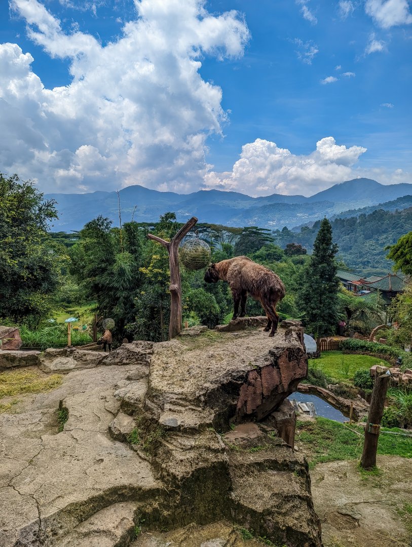 Takin Exhibit - Budorcas taxicolor - Panda Palace