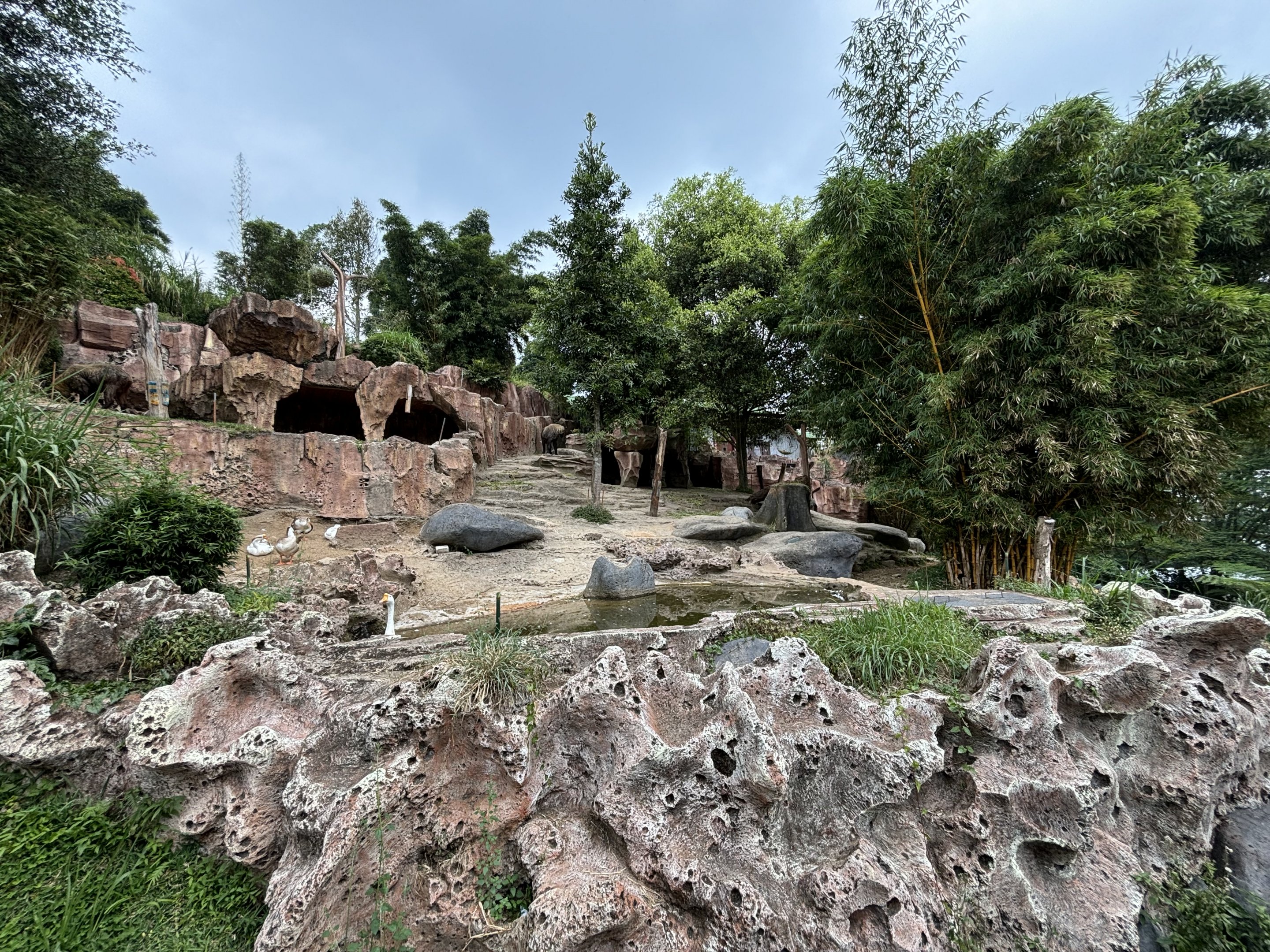 Takin Exhibit - Giant Panda Complex