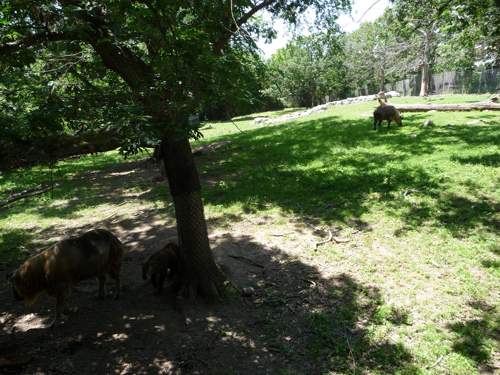 Takin Exhibit - Minnesota Zoo