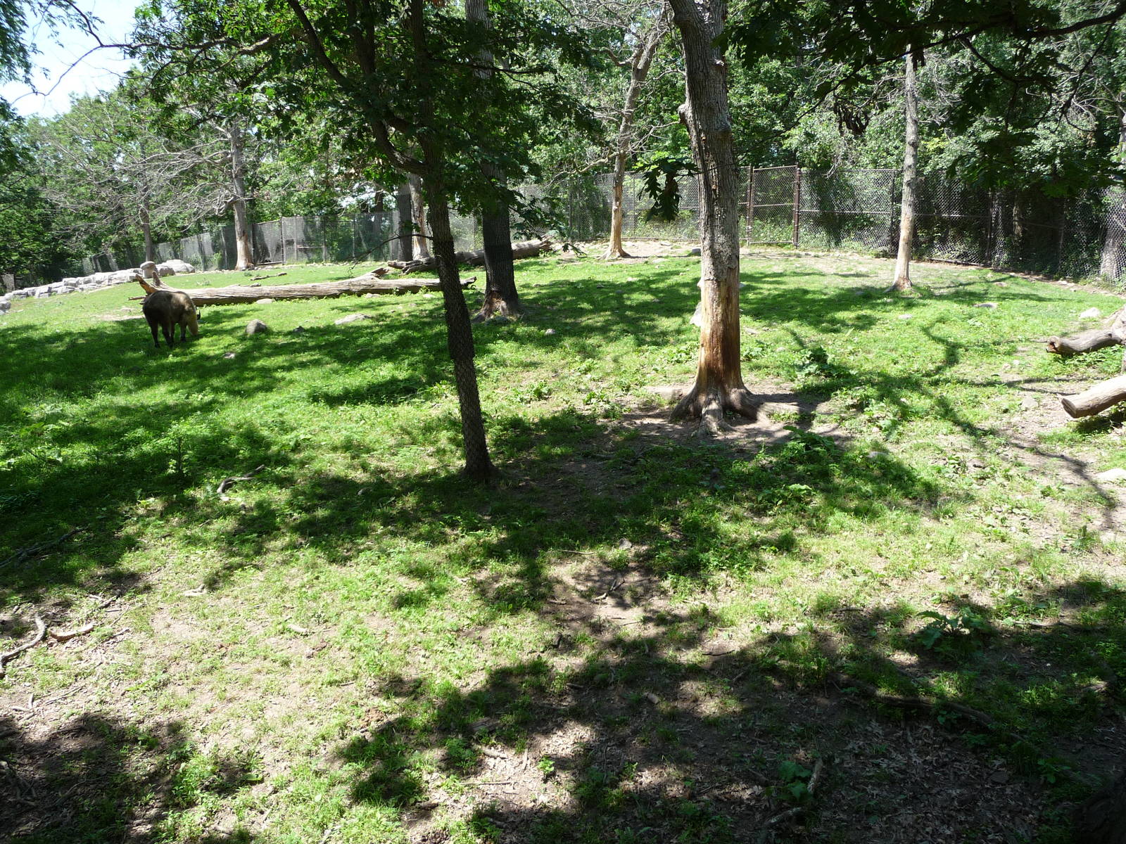 Takin Exhibit - Minnesota Zoo