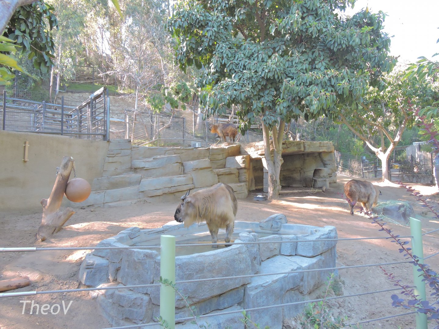 Takin exhibit - Panda Canyon [2015]