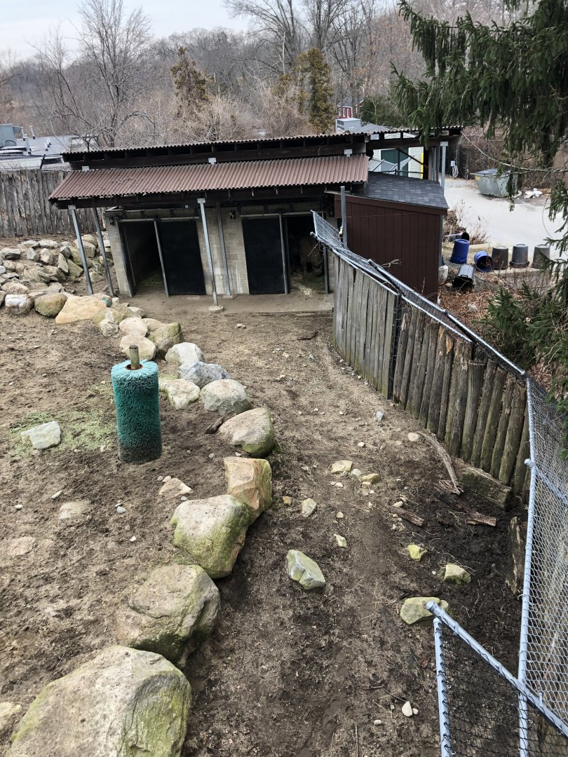 Takin Habitat (Right) - Feb, 2020